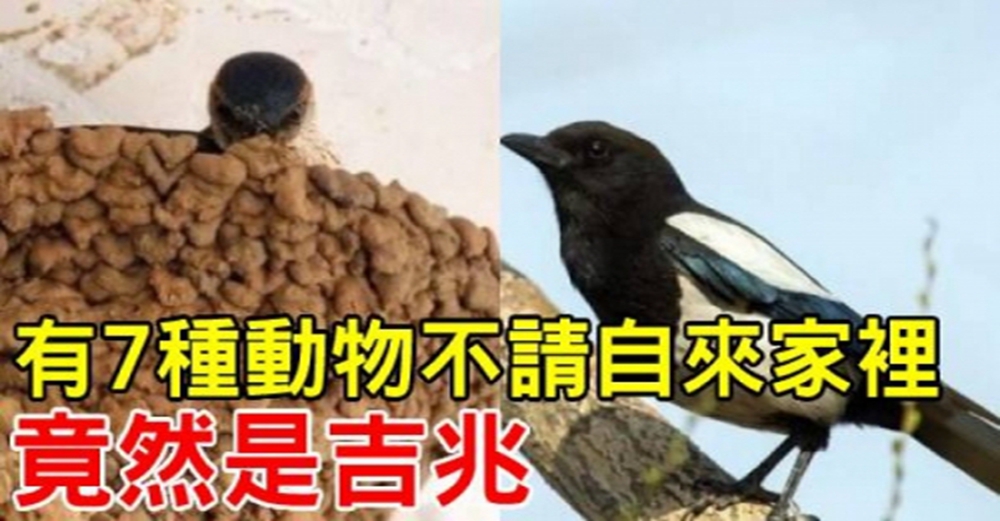 有7種動物不請自來家裡，竟然是吉兆！ 牠們來了千萬別趕走