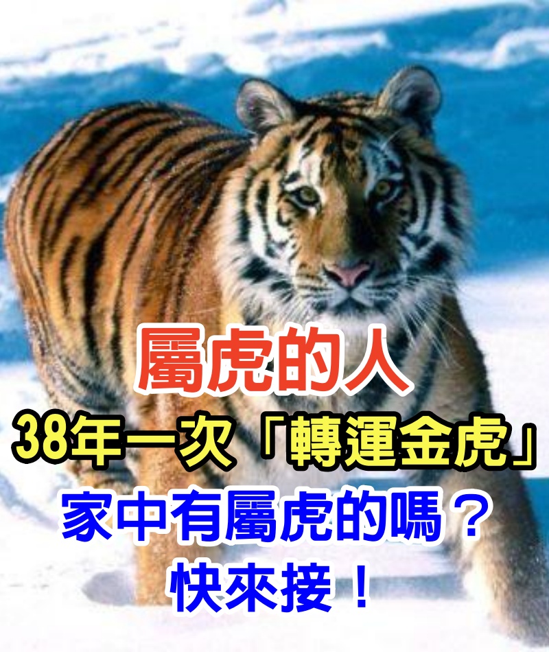 屬虎的人今年是「轉運金虎」！ 38年一次，快來接！