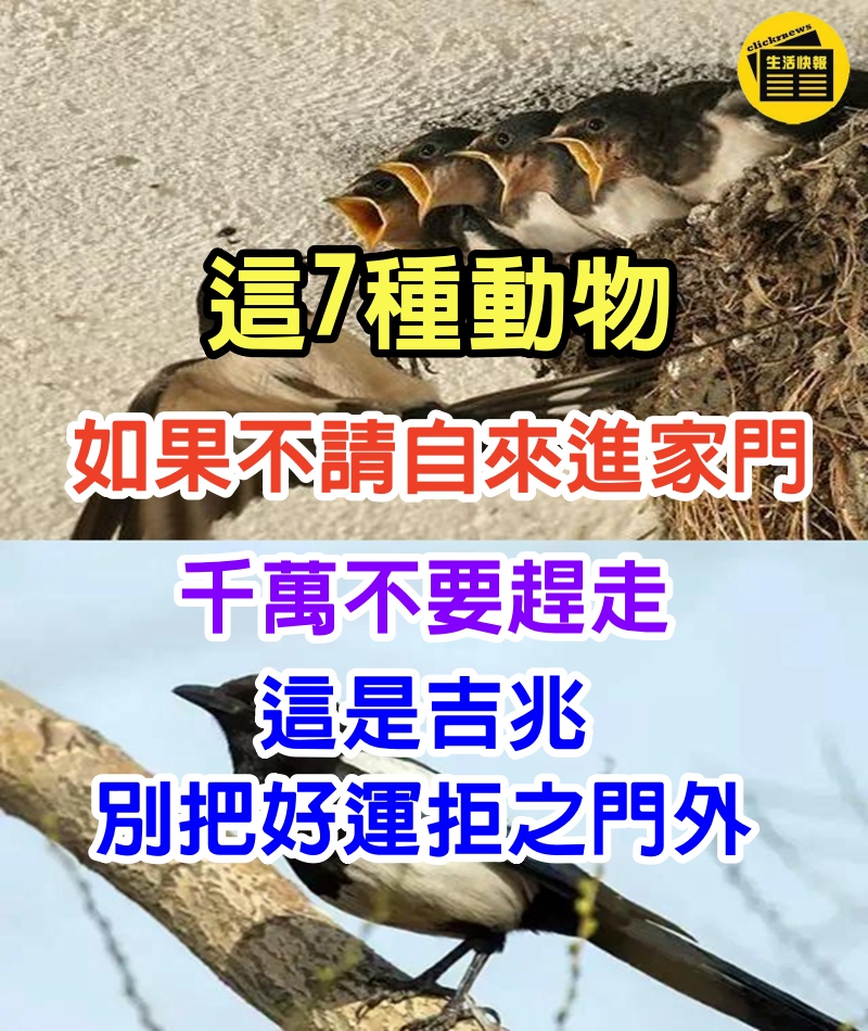 這7種動物，如果不請自來進家門，千萬不要趕走，這是吉兆別把好運拒之門外