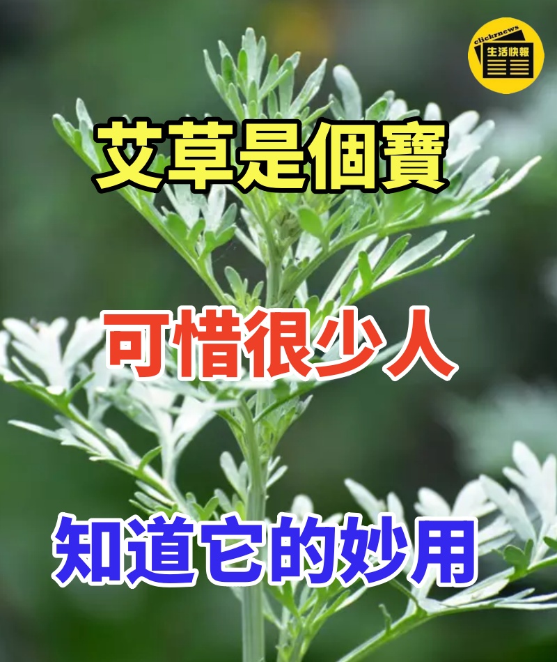 艾草是個寶,可惜很少人知道它的妙用!