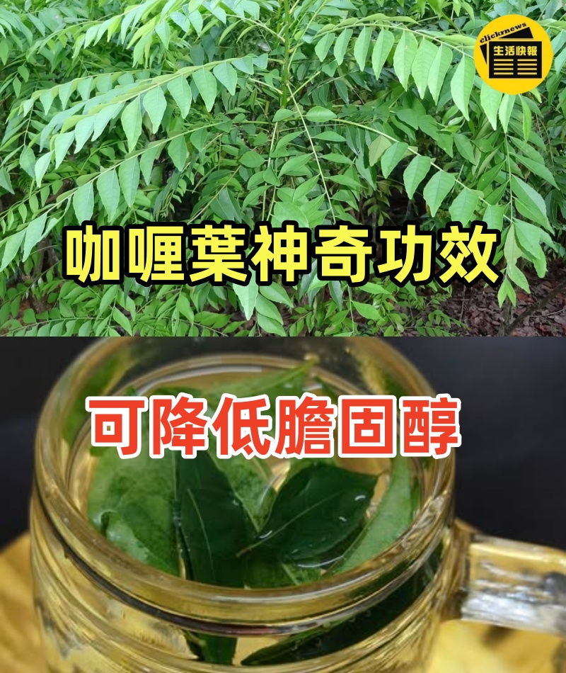 咖喱葉水的神奇功效_幫助減肥_降低膽固醇